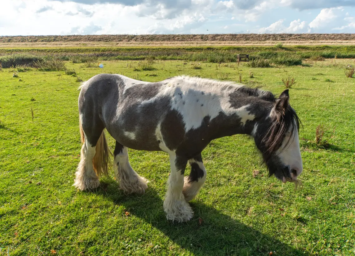 Proefpolder 138