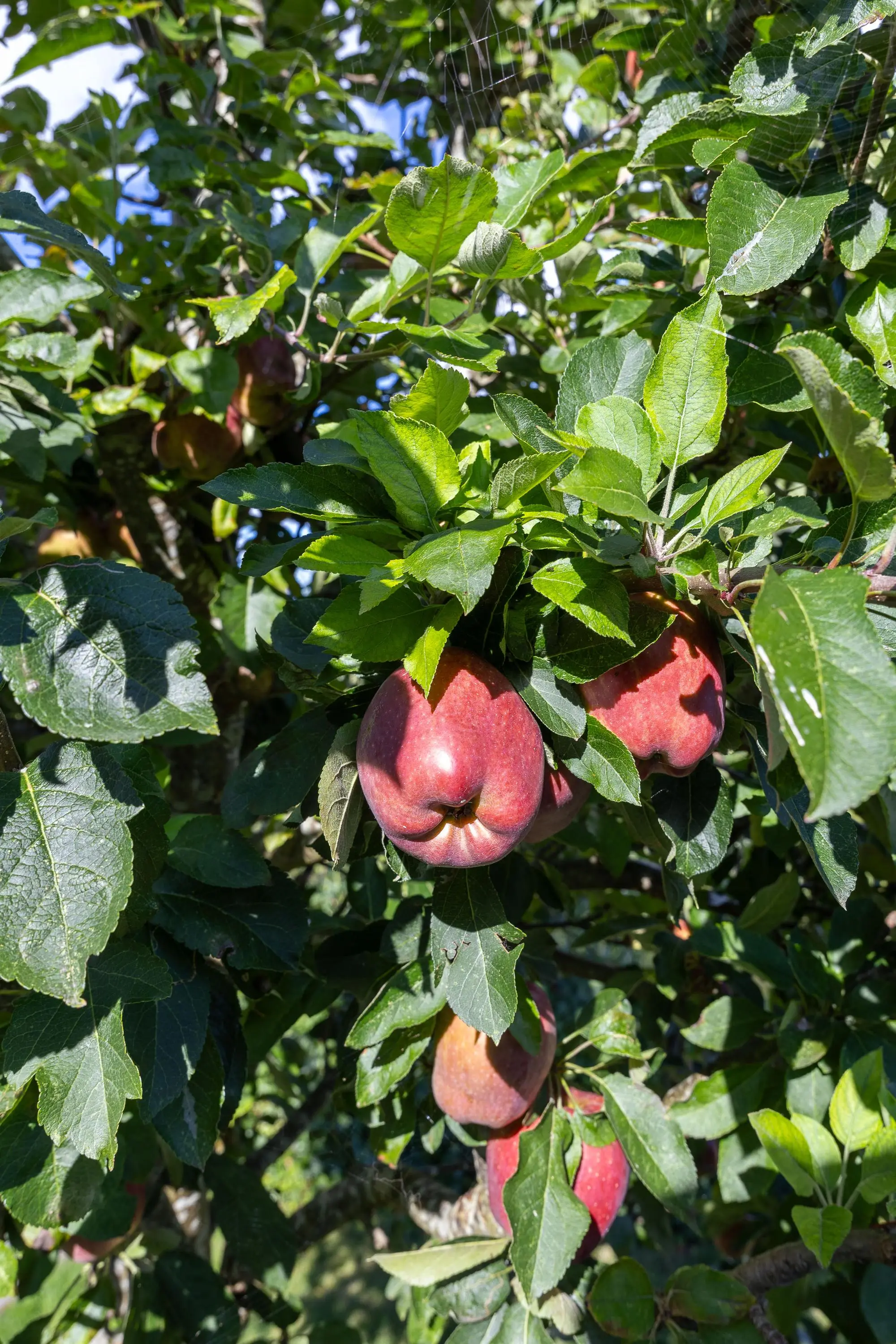 John Raedeckerhof 203