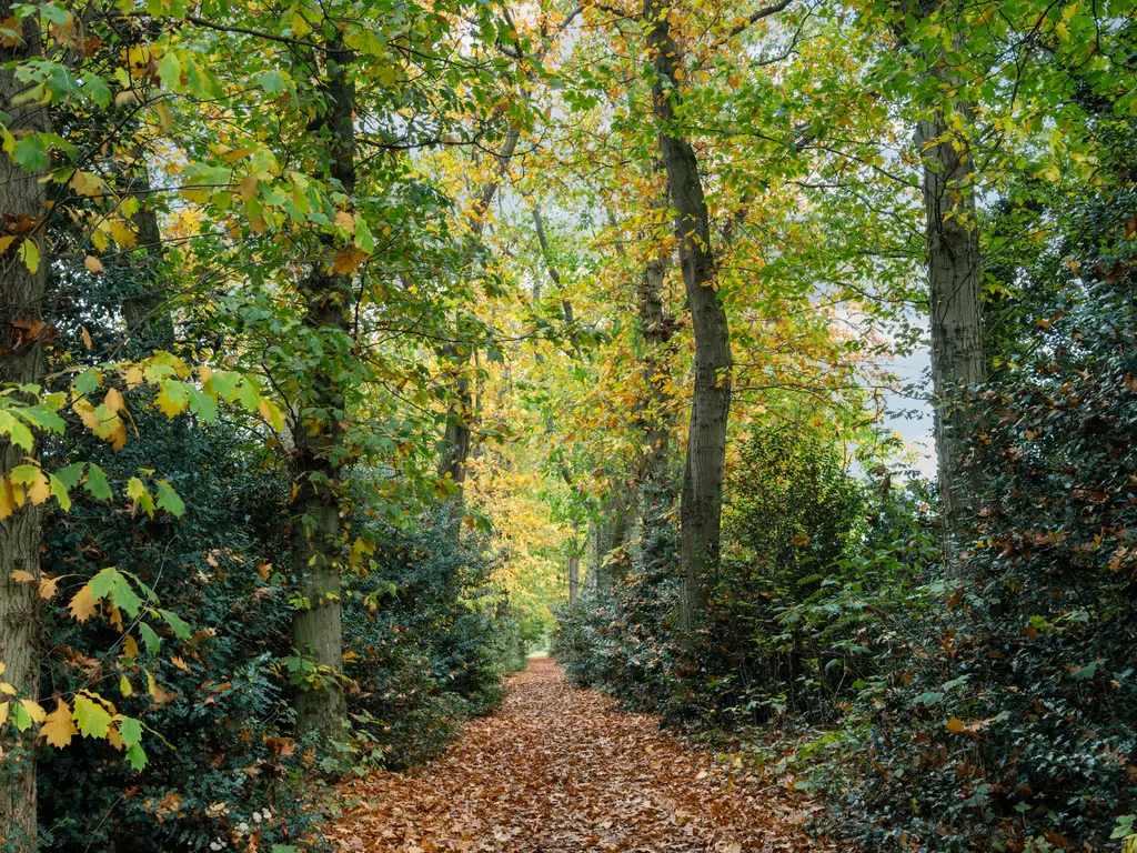 Bosstraat 51, DRIEBERGEN-RIJSENBURG