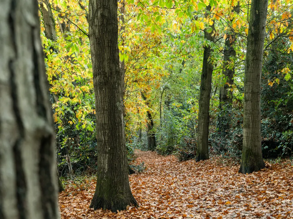 Bosstraat 51, DRIEBERGEN-RIJSENBURG