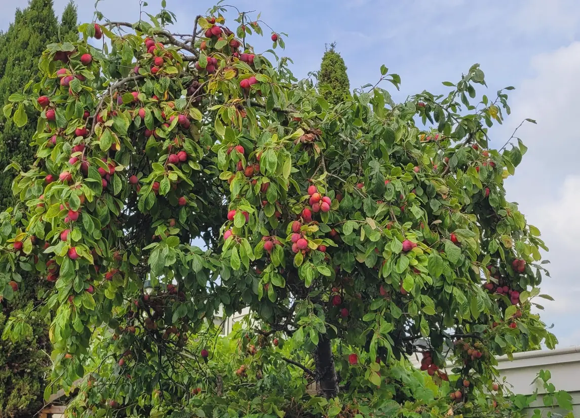 Theo van Doesburgstraat 87