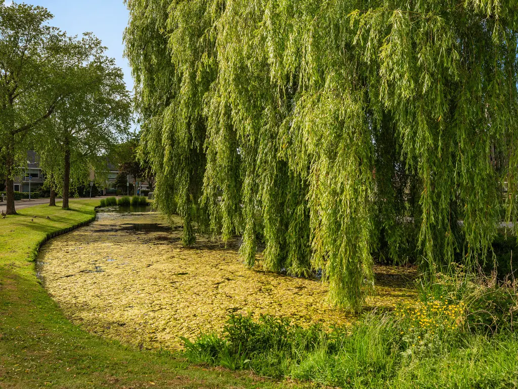 Ogierssingel 189, ROTTERDAM