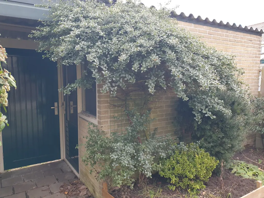 Acaciastraat 4, ENKHUIZEN