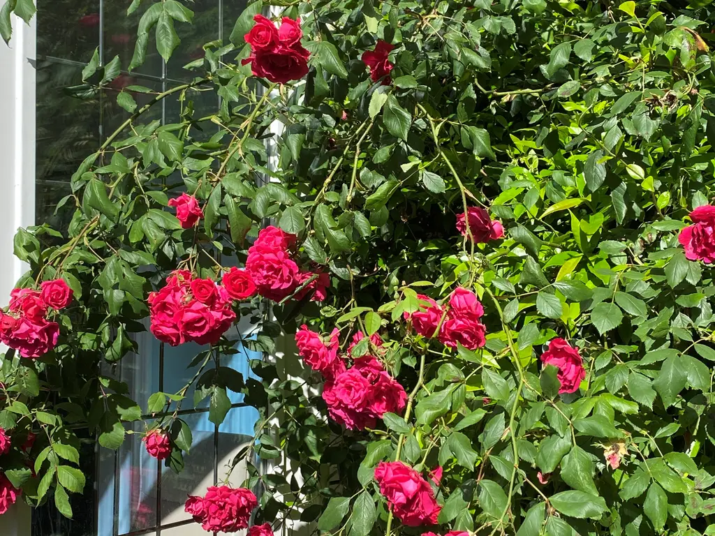 Kranenburgweg 33, Den Haag