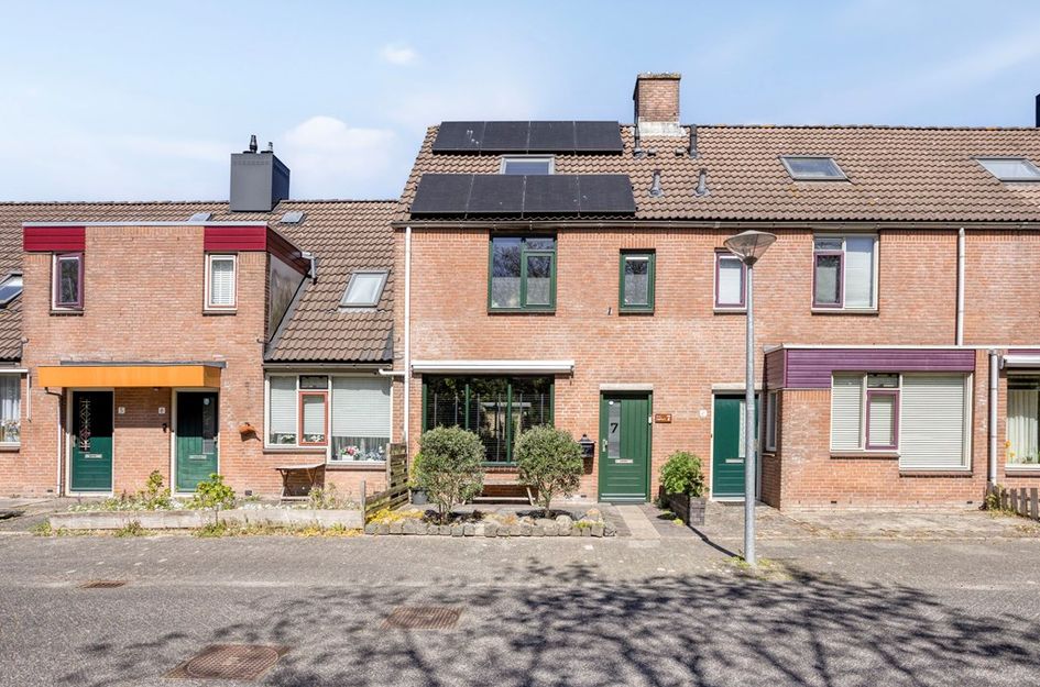 Paardebloem 7