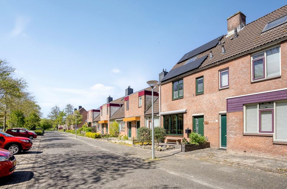 Paardebloem 7