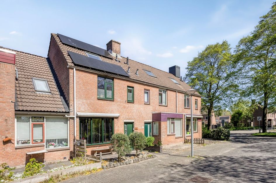 Paardebloem 7