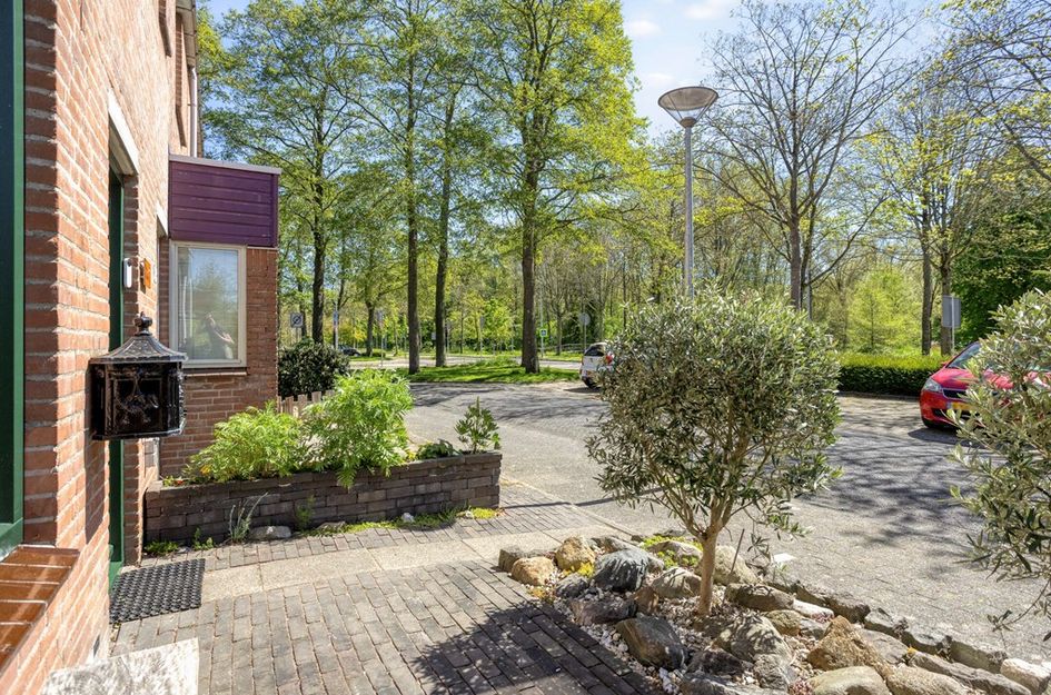 Paardebloem 7