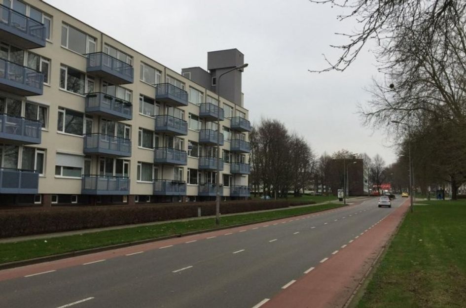 Florijnruwe 