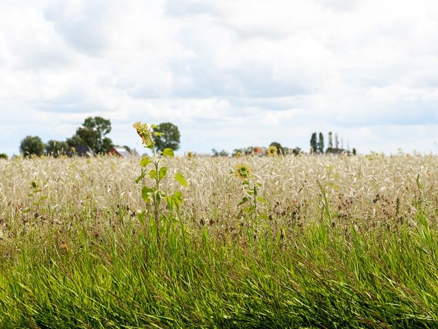 Westerbuorren 11, Tzummarum
