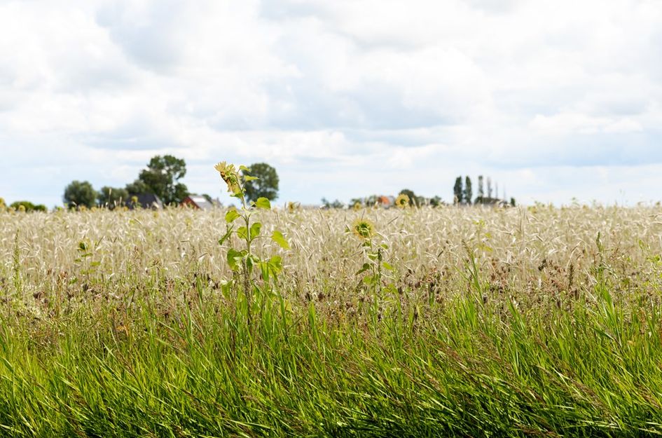 Westerbuorren 11