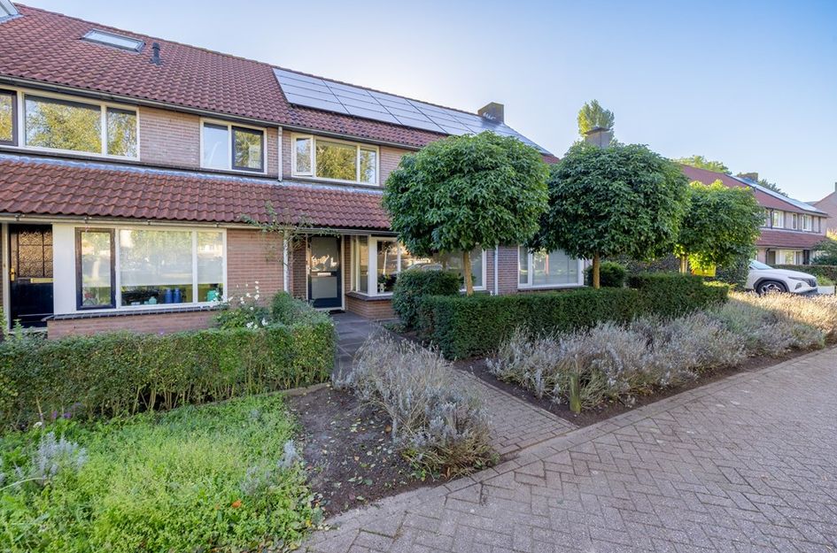 Goudplevier 31