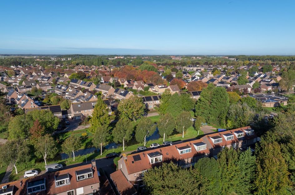 Goudplevier 31