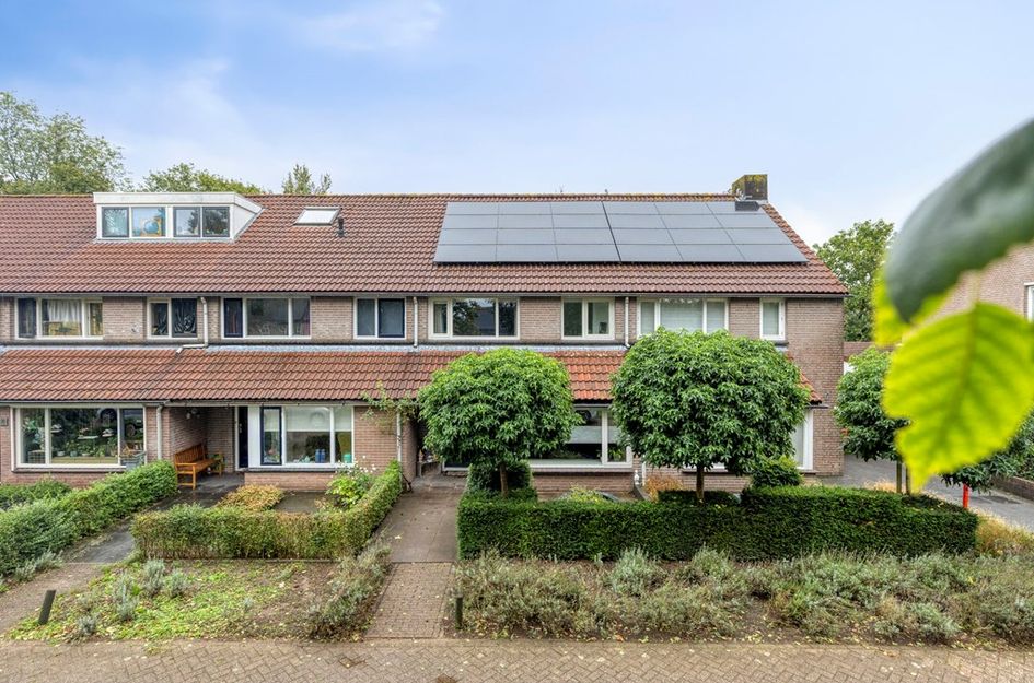 Goudplevier 31