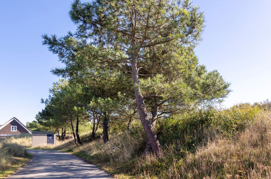 de Duinen 241