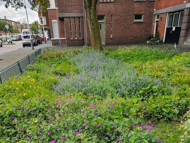 Wapenveldestraat 11, 's-Gravenhage