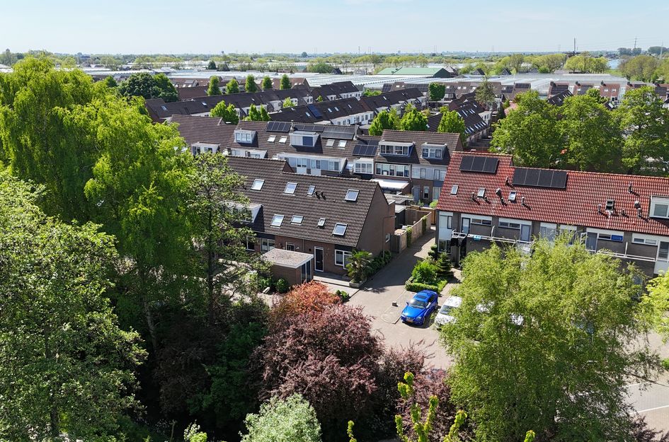 Pijlkruid 35