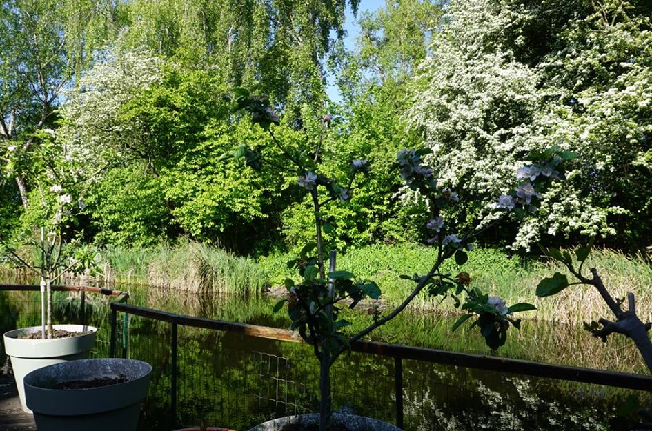 Boterbloem 10