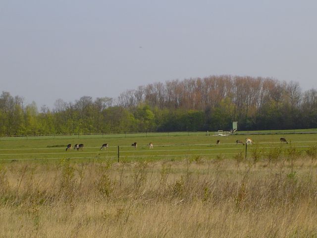 Het Baken 133, Scharendijke