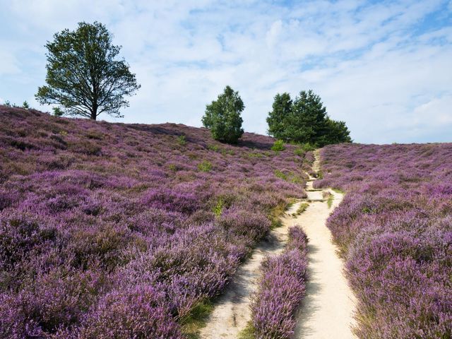 Oldendiever 6, Diever