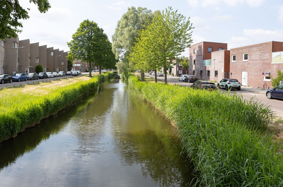 Alikruiksingel 4