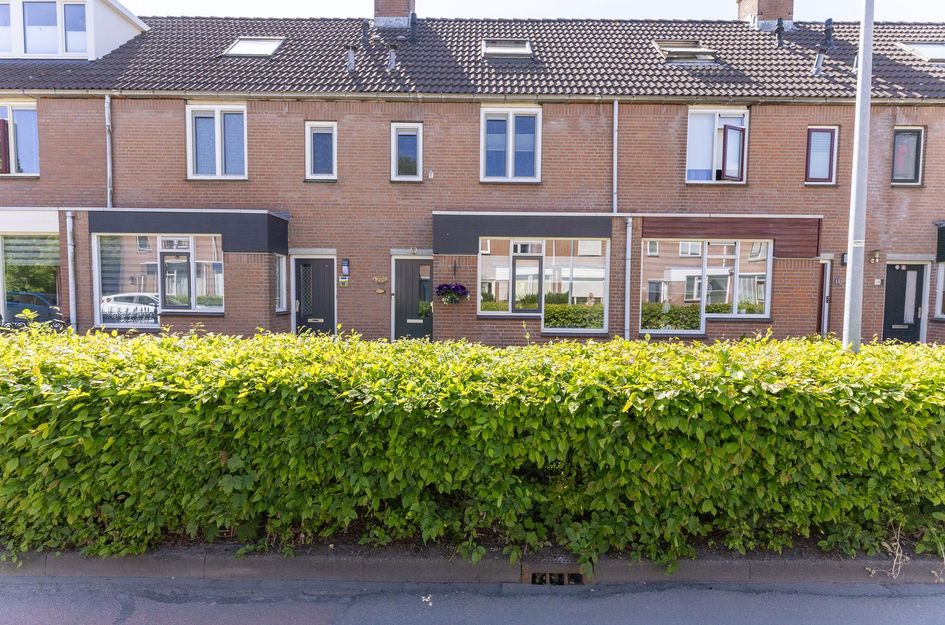 Paardebloem 12