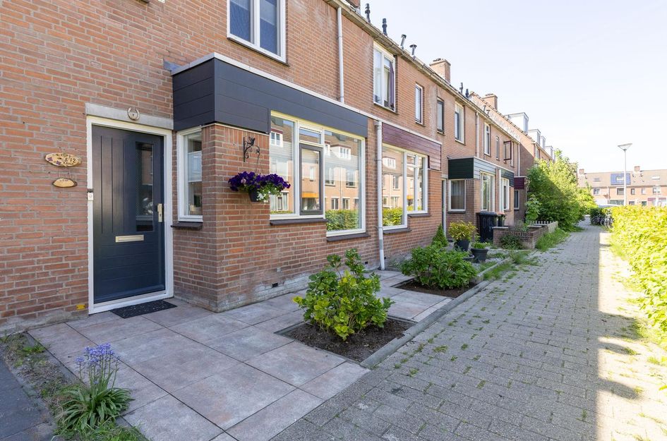 Paardebloem 12