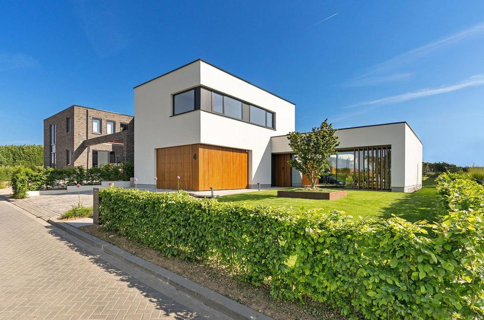 Korenbloem 4