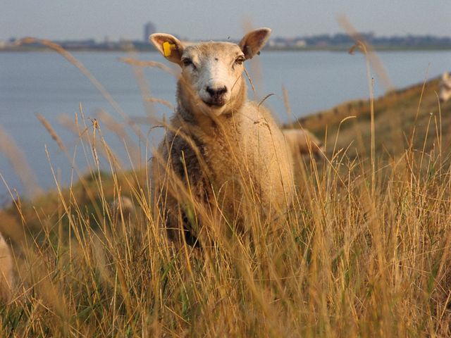 Sluisweg 8E, Sint Philipsland