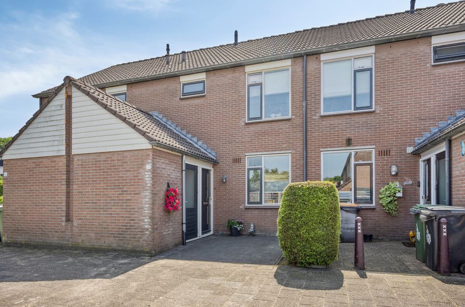 Engelwortel 64