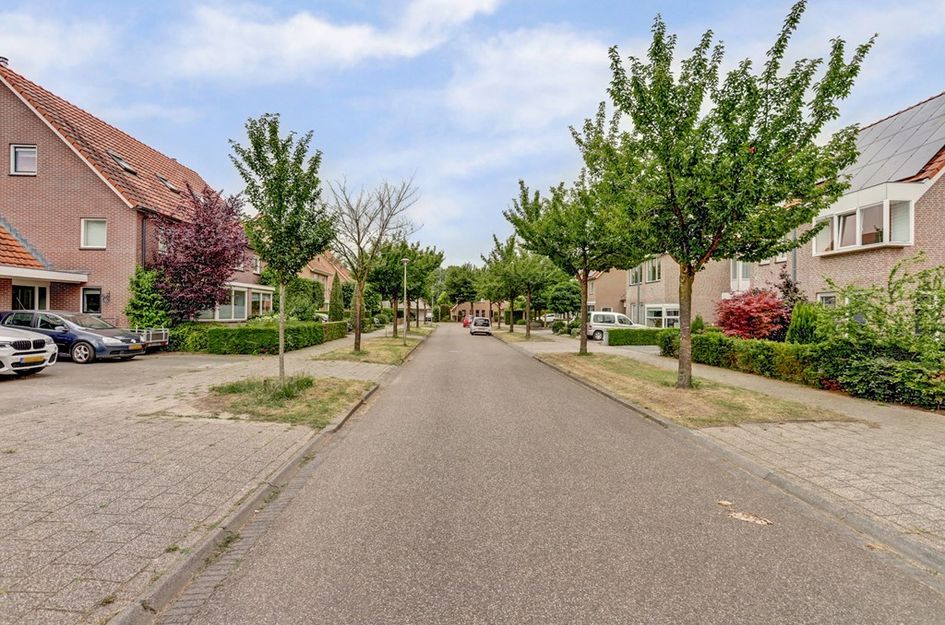 Groene Specht 11