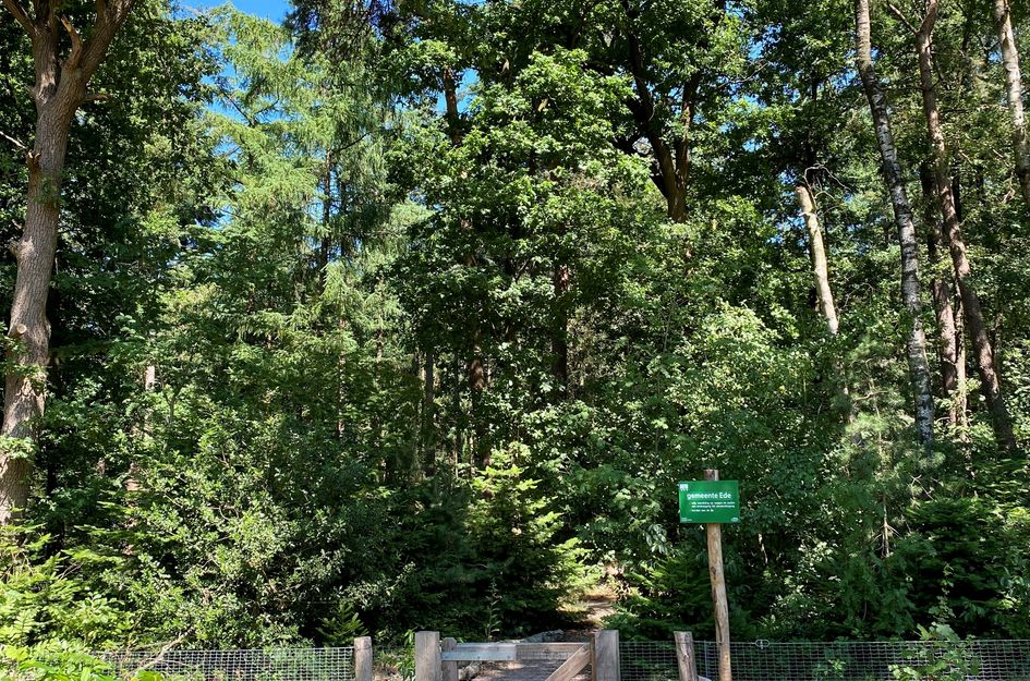 Bosbeshof 39