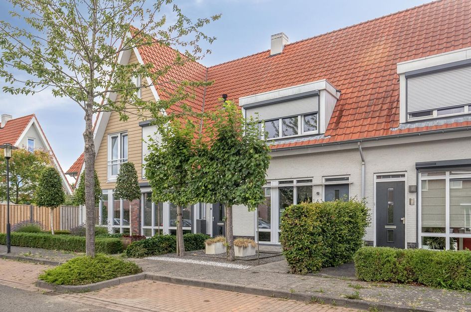 Aurelia 6