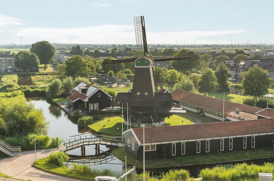Mahoniehout 419