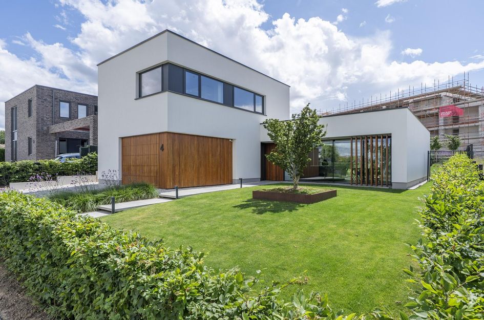 Korenbloem 4