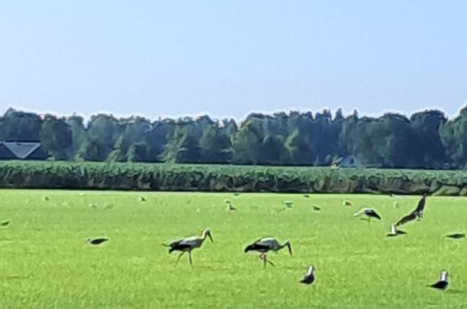 De Stille Wille 162