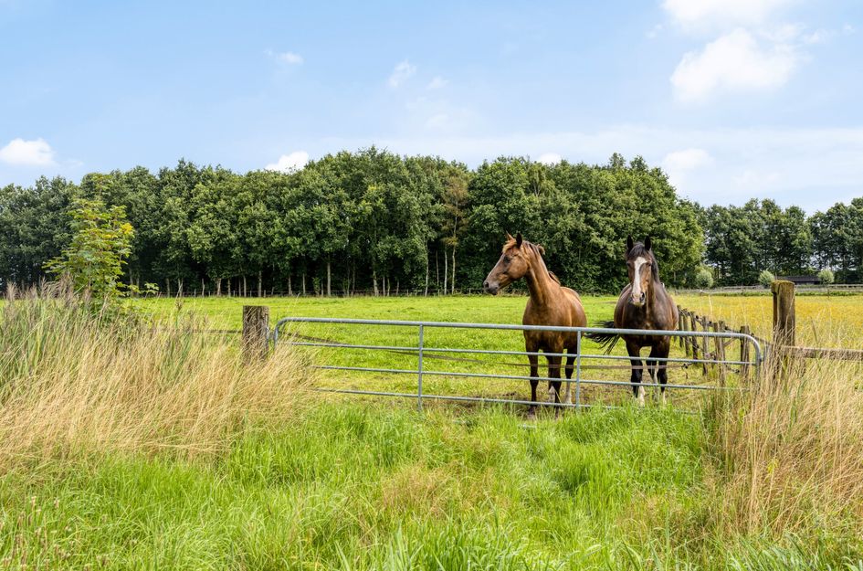 Schildwolderdijk 99