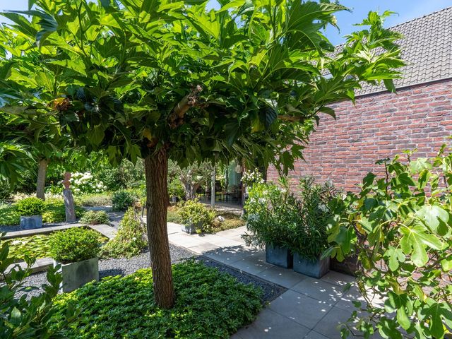 Hoenderstraat 115, Venray