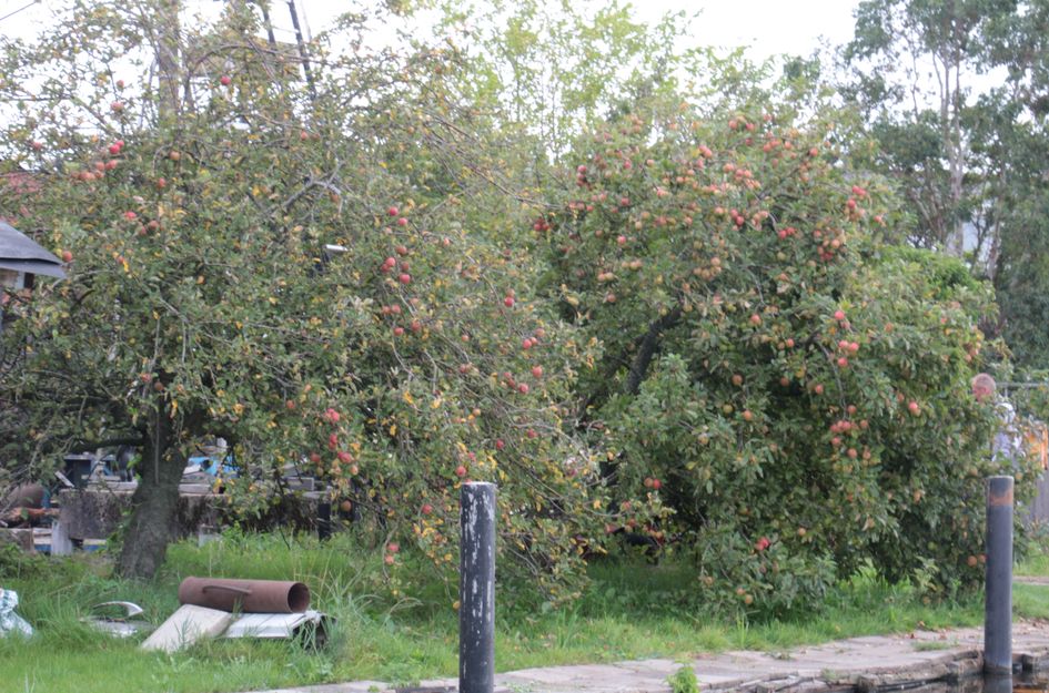 Monnickendammerrijweg 51