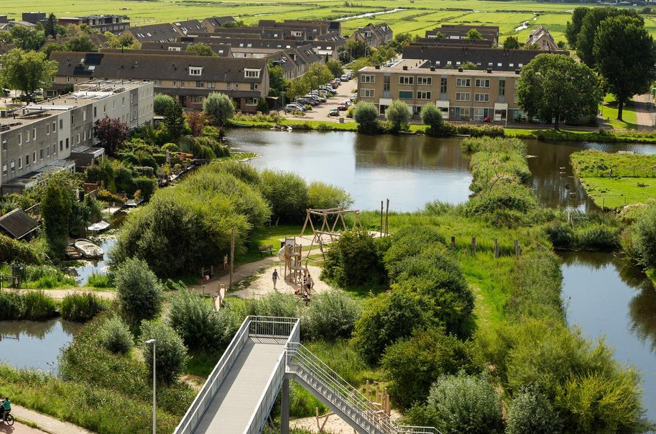 Mahoniehout 443