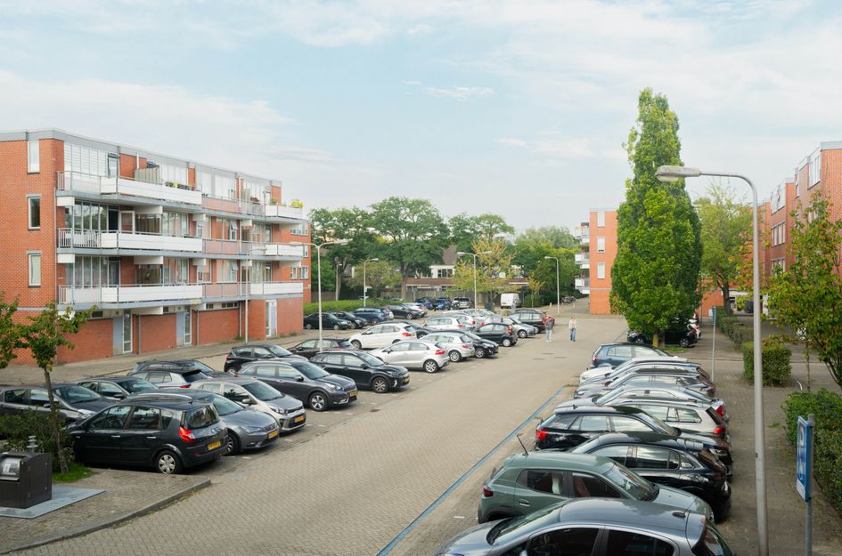 Havikskruid 41