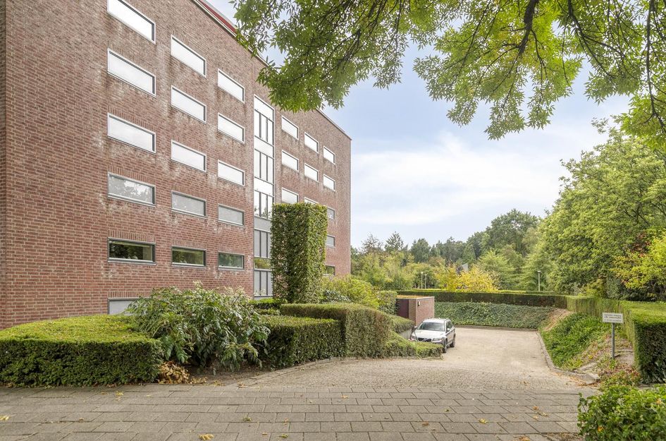 Aalscholver 24