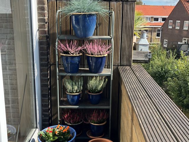 Zwolsestraat 219, Den Haag