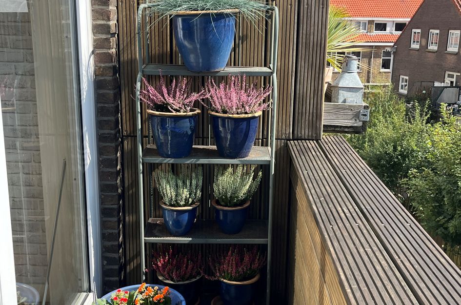 Zwolsestraat 219