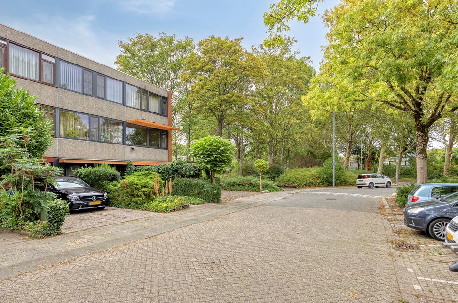 Akkerdistel 1