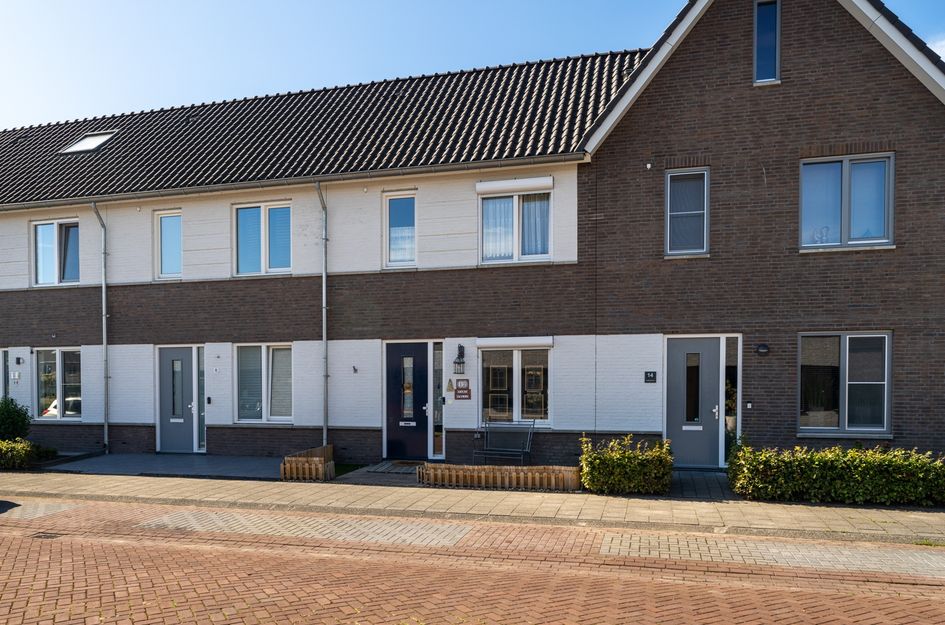 Paardebloem 12