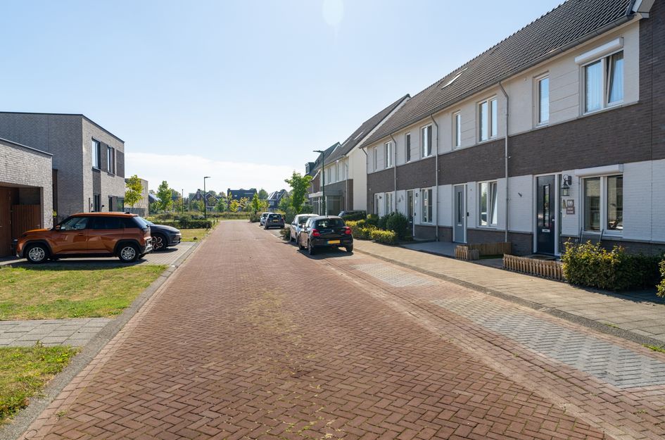 Paardebloem 12
