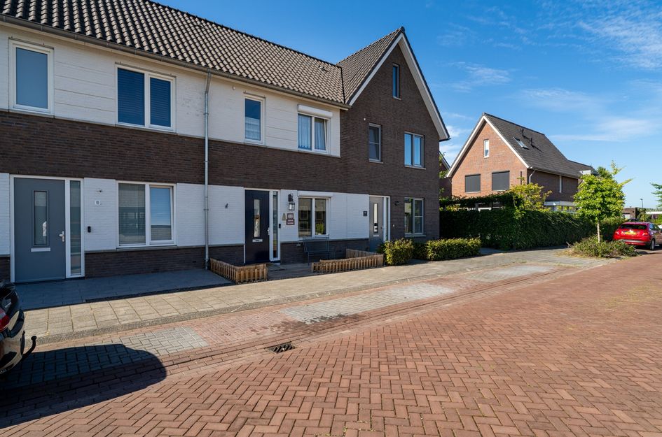 Paardebloem 12