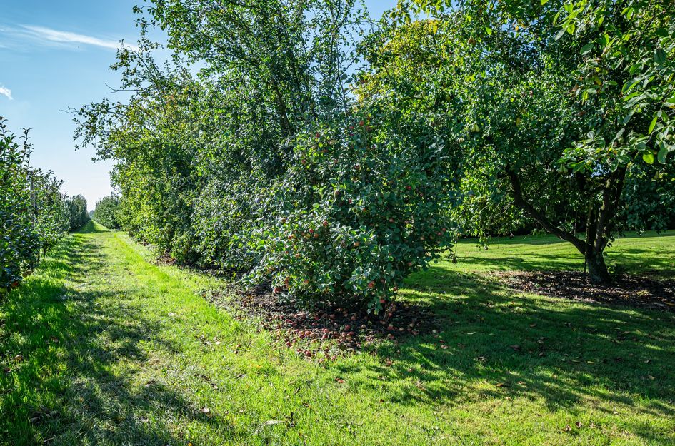 Steenwijkerweg 8 1