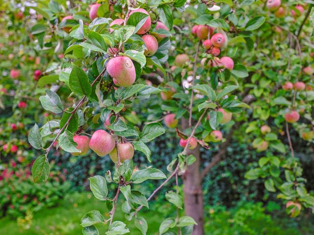Schouwstraat 6, Amsterdam